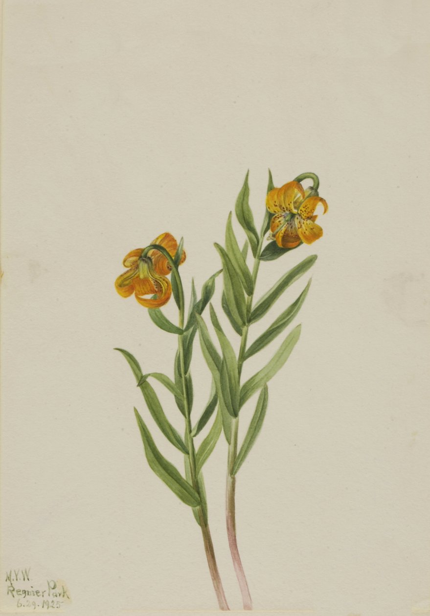 Columbia Lily Lilium columbianum, 1925 alkotó: Mary Vaux Walcott
