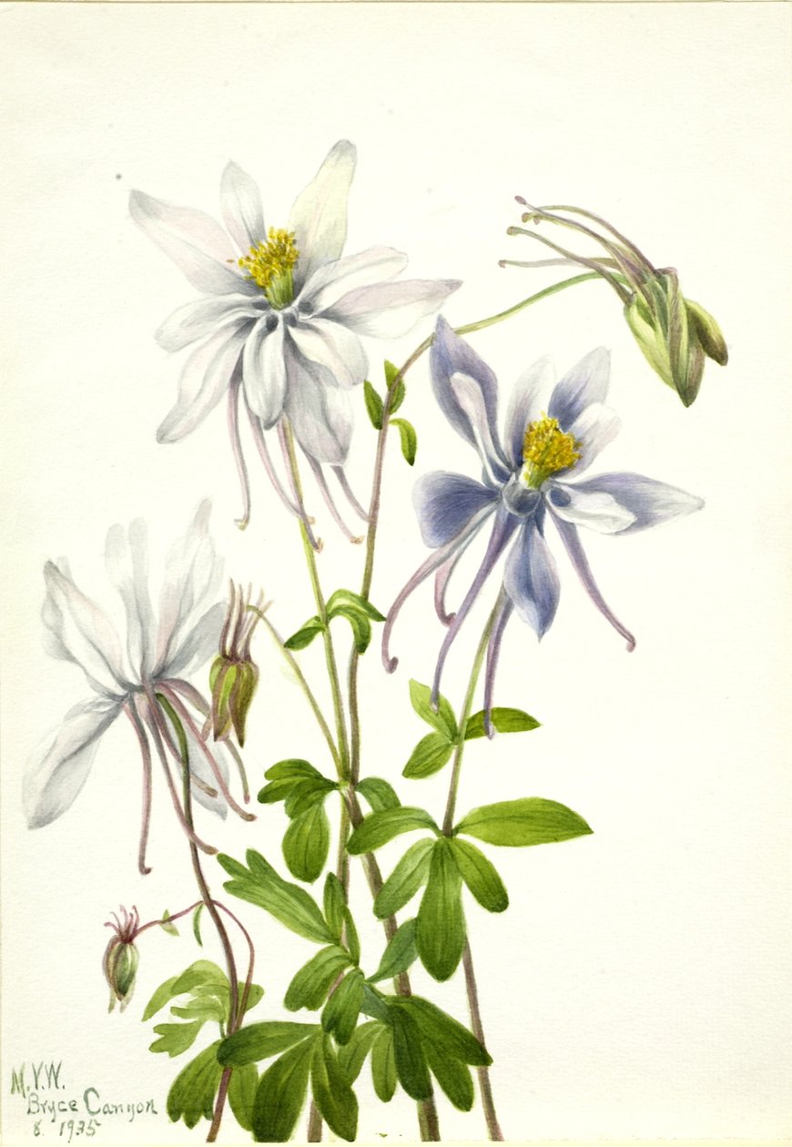 Columbine (Aquilegia ecalcarata) alkotó: Mary Vaux Walcott
