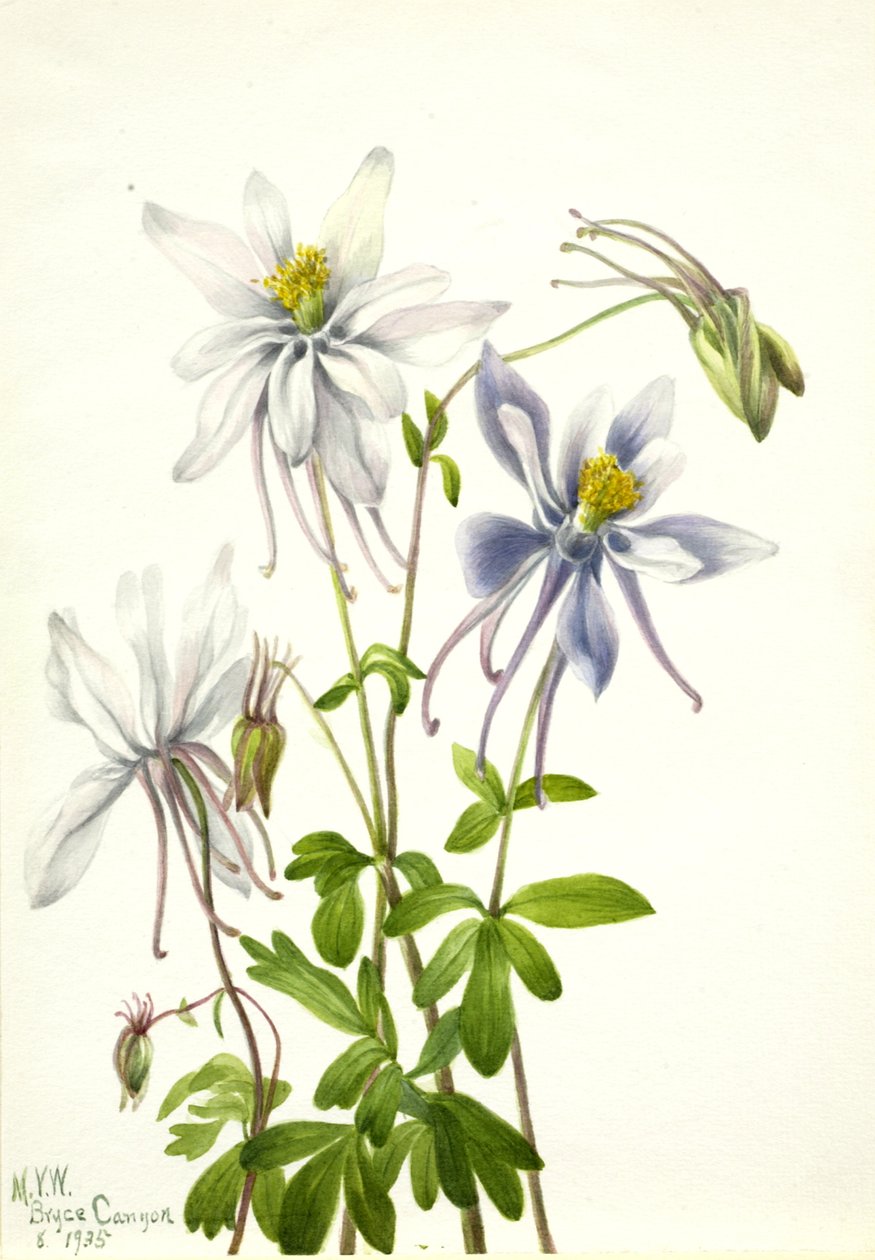 Columbine Aquilegia ecalcarata, 1935. alkotó: Mary Vaux Walcott