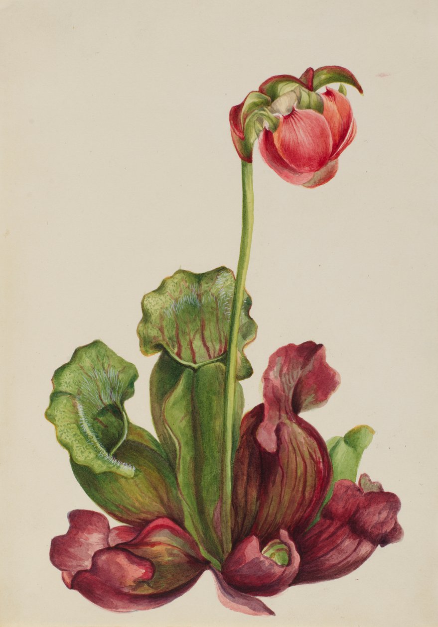 Közös kancsónövény (Sarracenia purpurea venosa) alkotó: Mary Vaux Walcott