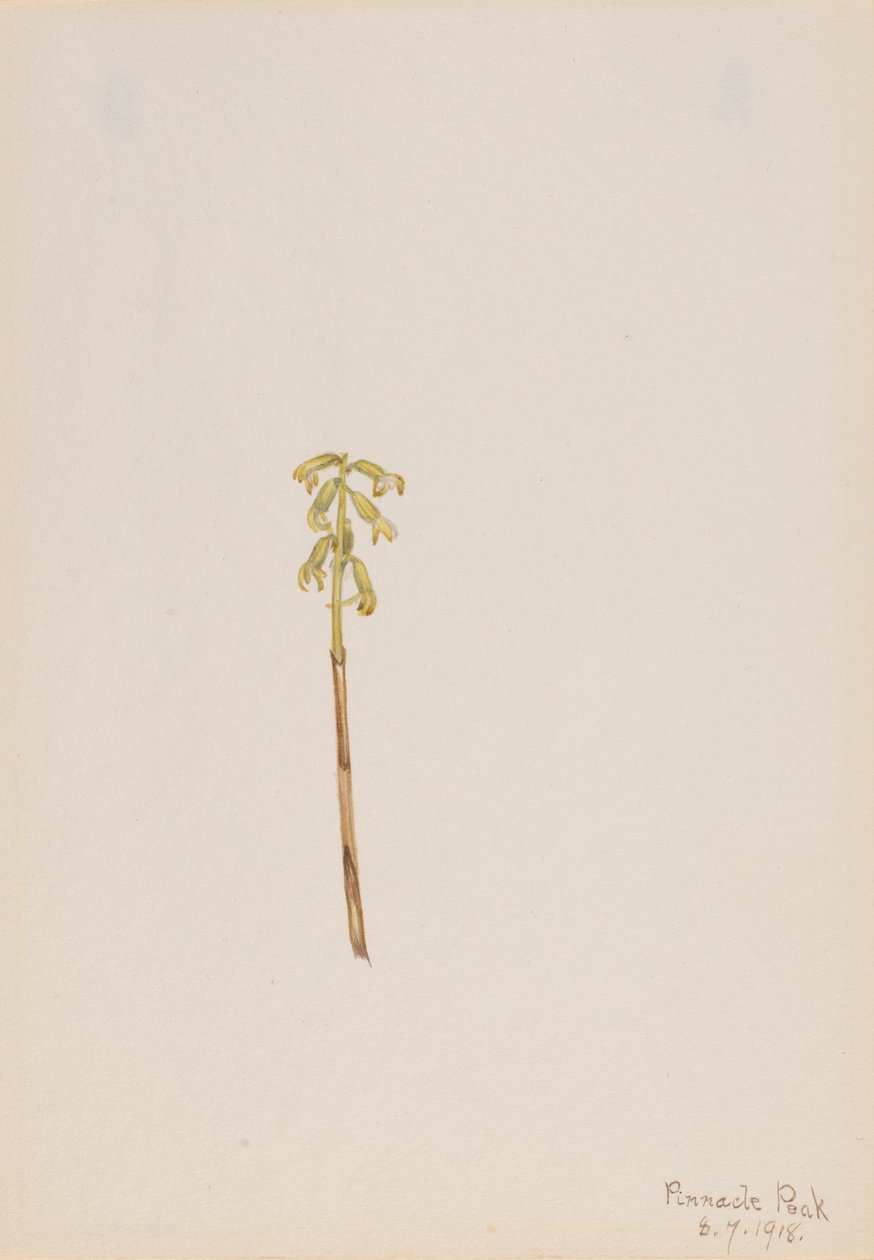 Corathorhiza corallorhiza alkotó: Mary Vaux Walcott