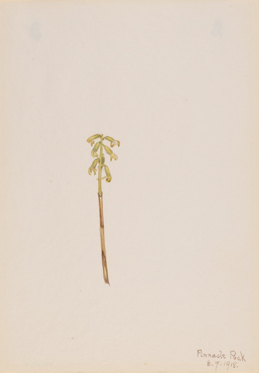 Corathorhiza corallorhiza, 1918. alkotó: Mary Vaux Walcott