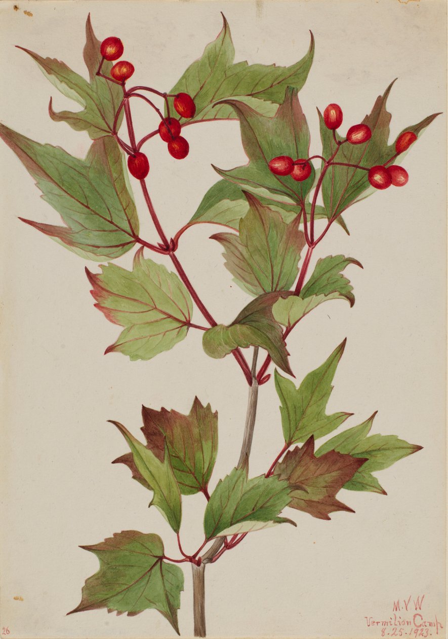 Áfonyabokor (Viburnum pauciflorum) alkotó: Mary Vaux Walcott