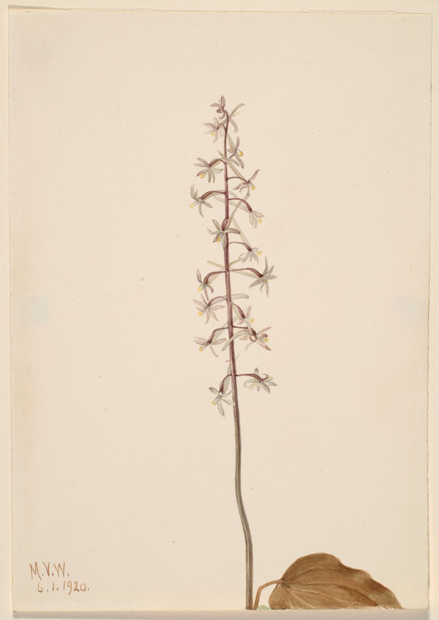 Daru-Légy Orchis (Tipularia uniflora) alkotó: Mary Vaux Walcott