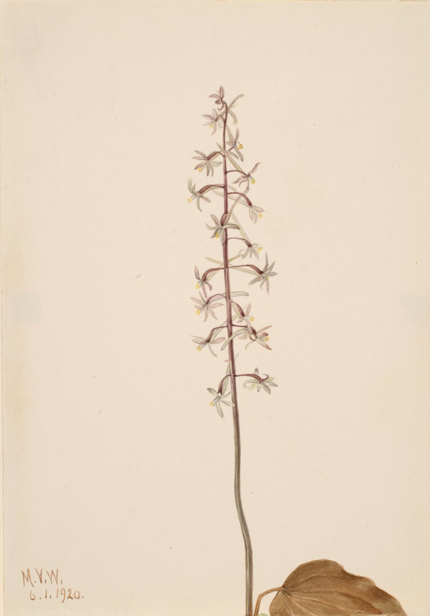 Darulégy Orchis Tipularia uniflora, 1920. alkotó: Mary Vaux Walcott