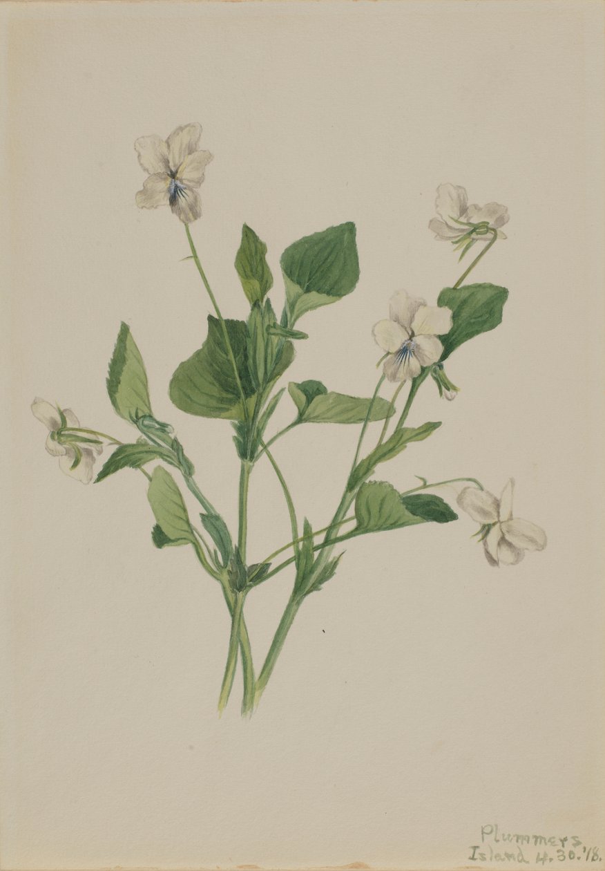 Krém ibolya (Viola striata) alkotó: Mary Vaux Walcott