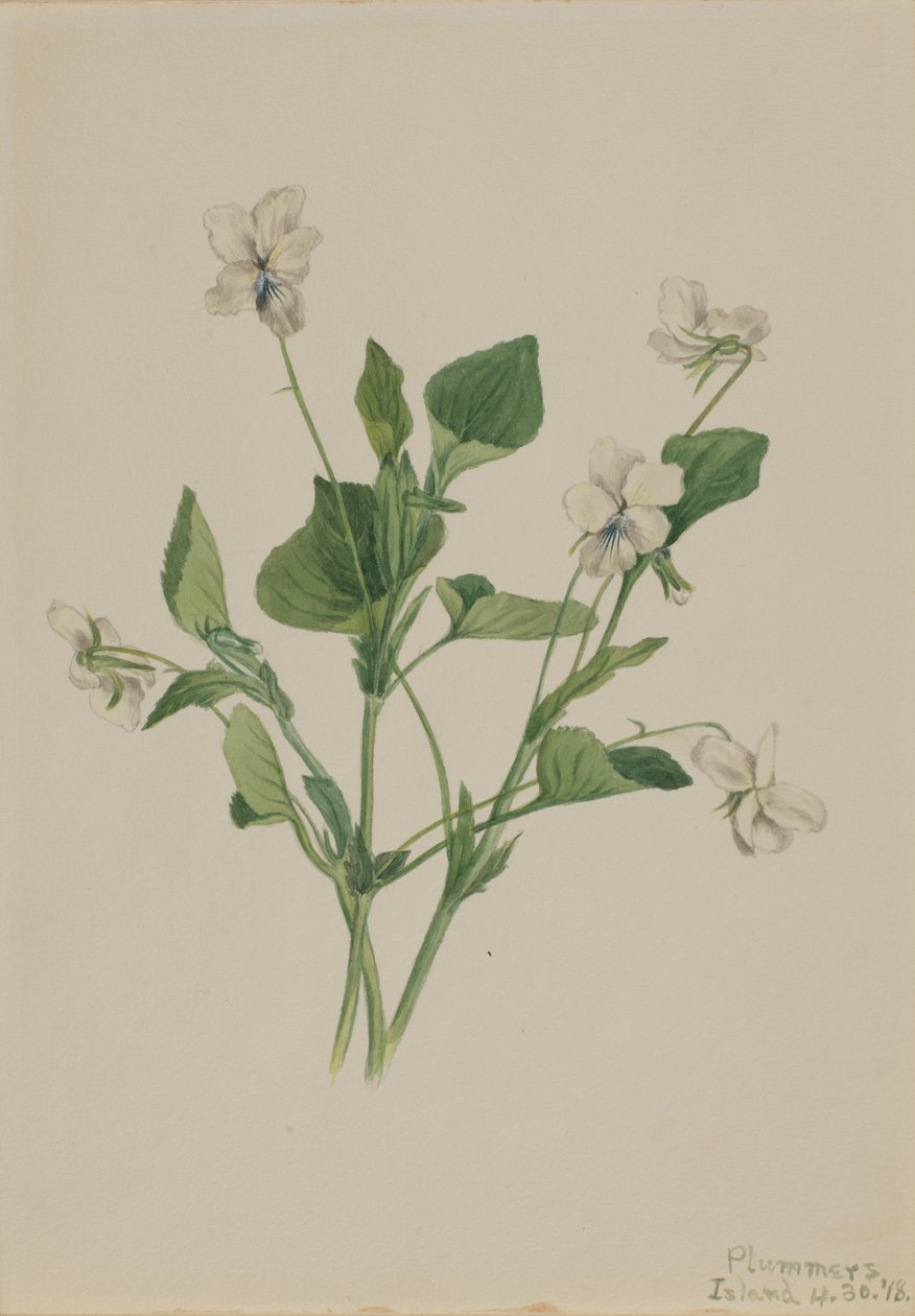 Krém Viola Viola csíkos, 1918 alkotó: Mary Vaux Walcott