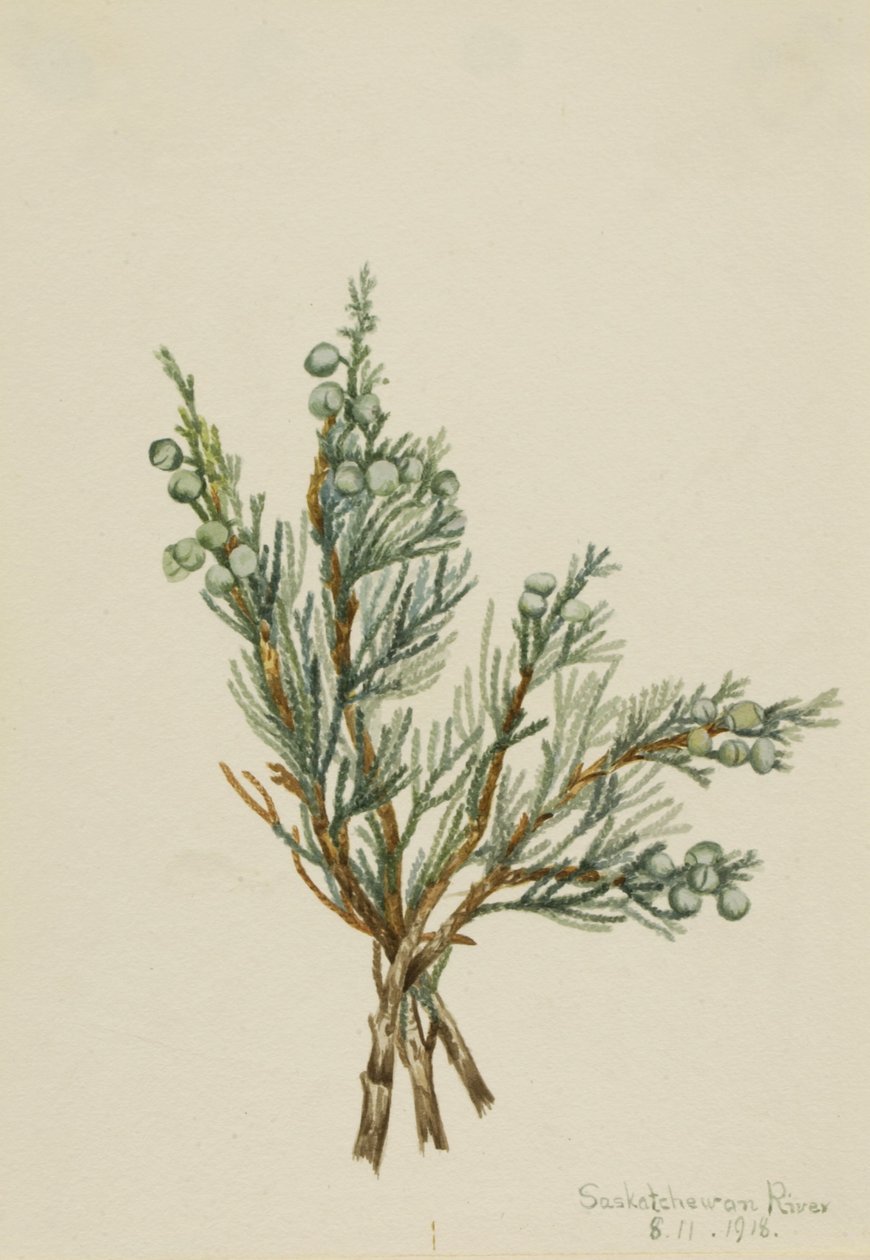 Kúszó boróka (Juniperus horizontalis) alkotó: Mary Vaux Walcott
