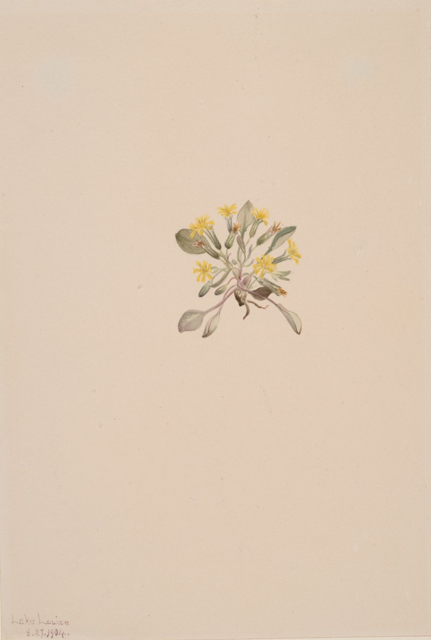 Crepis Elegans, 1904 alkotó: Mary Vaux Walcott