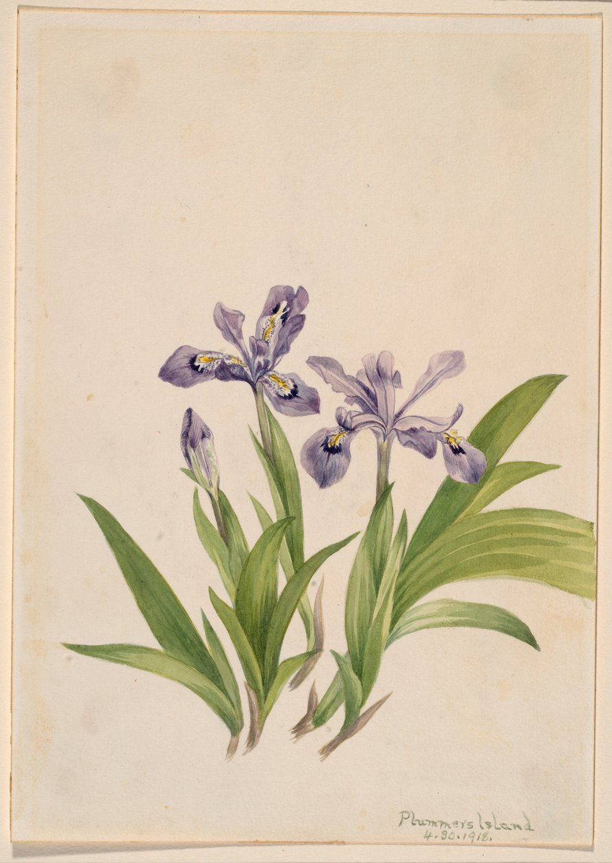 Gömbölyű írisz (Iris cristata) alkotó: Mary Vaux Walcott