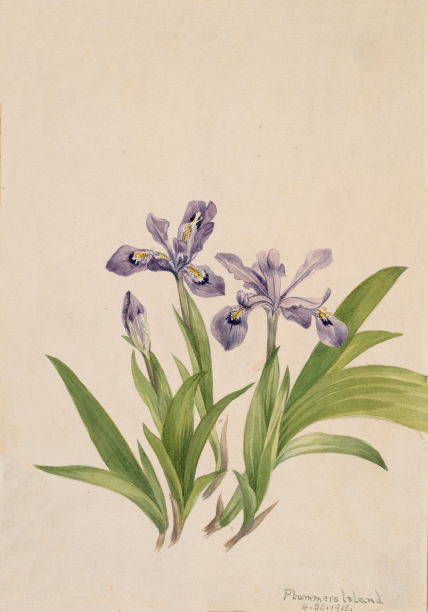 Címeres írisz írisz cristata, 1918. alkotó: Mary Vaux Walcott