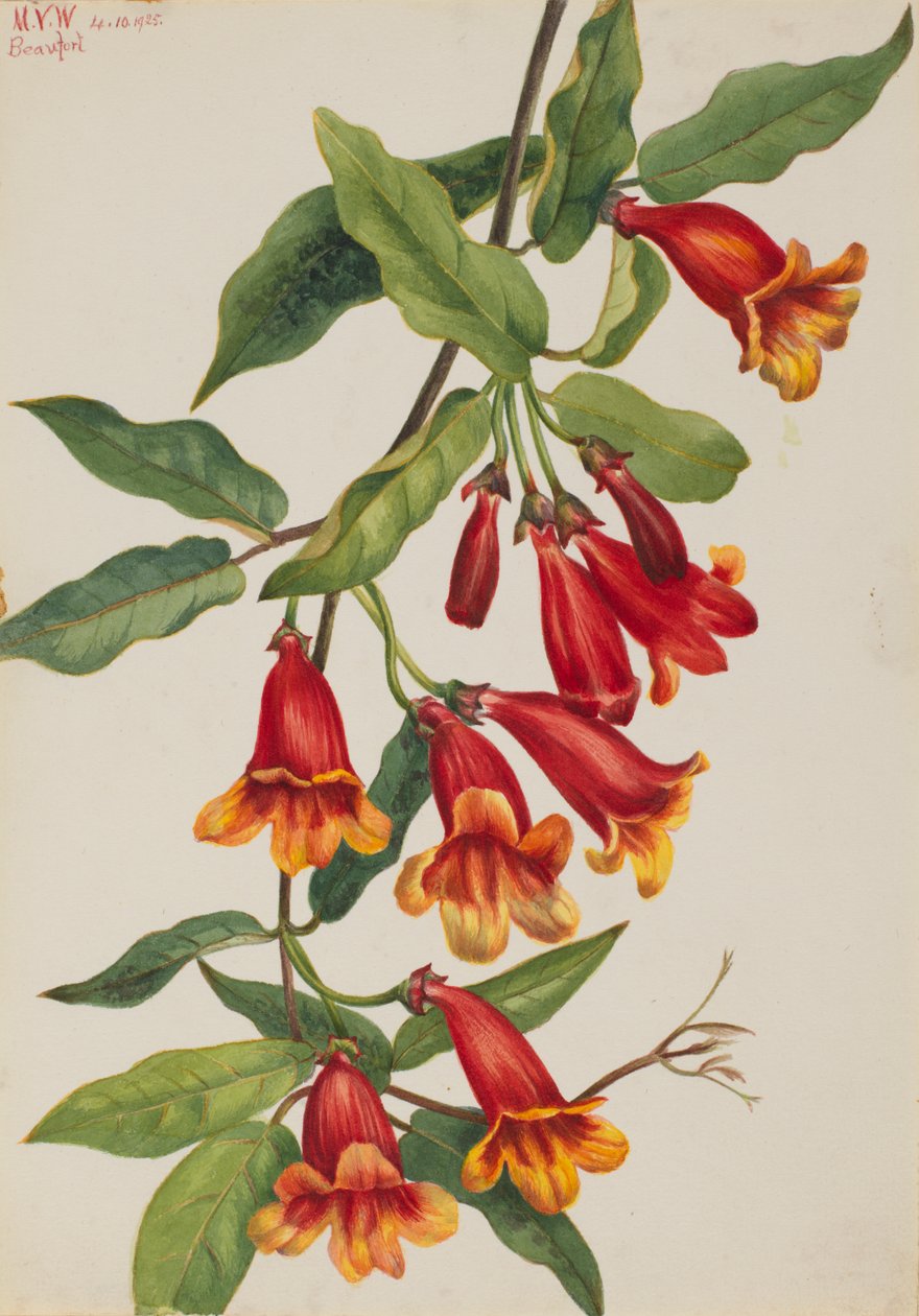 Crossvine Anisostichus capreolatus, 1925. alkotó: Mary Vaux Walcott