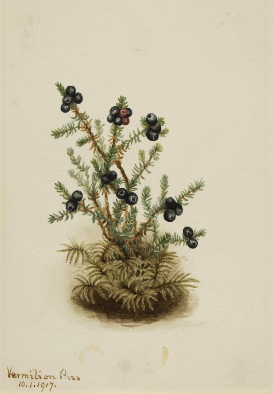 Varjúháj, 1917 alkotó: Mary Vaux Walcott