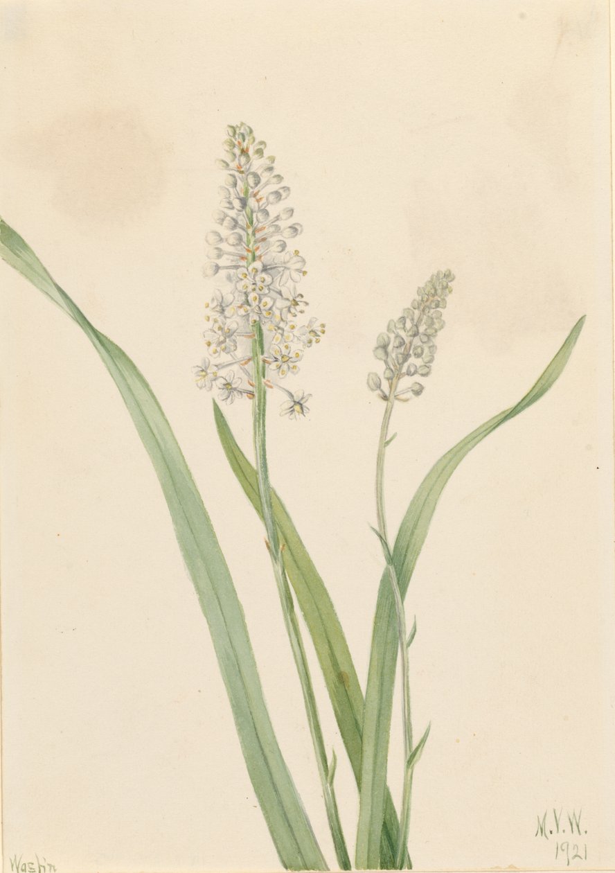 Varjúméreg (Chrosperma muscaetoxicum) alkotó: Mary Vaux Walcott