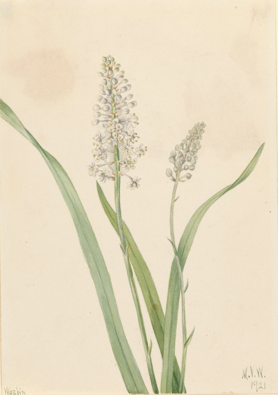 Crowpoison Chrosperma muscaetoxicum, 1921. alkotó: Mary Vaux Walcott