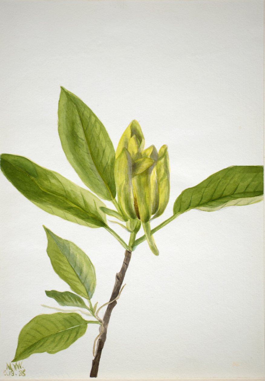 Uborkafa (Magnolia scuminata) alkotó: Mary Vaux Walcott