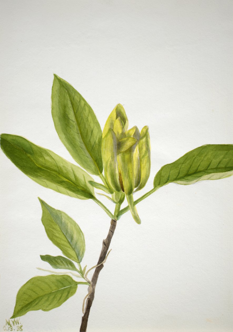 Uborkafa Magnolia scuminata, 1938. alkotó: Mary Vaux Walcott