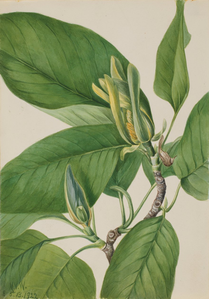 Uborkafa (Magnolia acuminata) alkotó: Mary Vaux Walcott