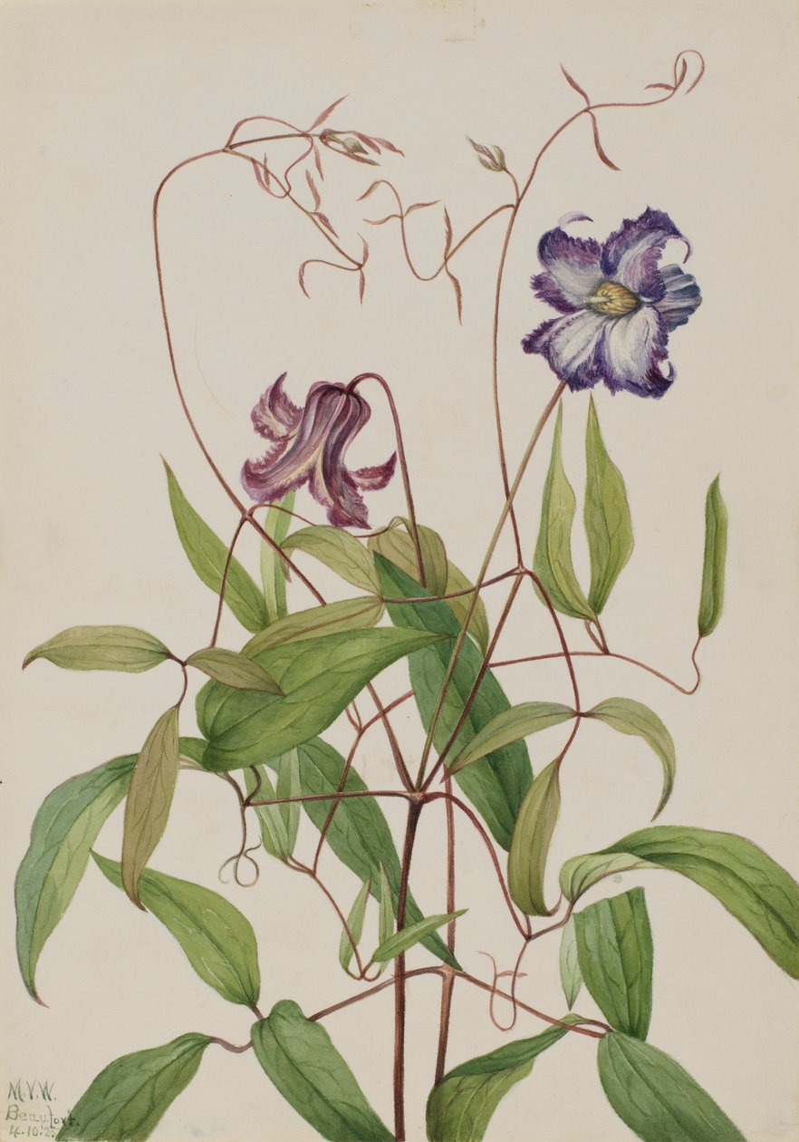 Göndör klematisz (Clematis crispa) alkotó: Mary Vaux Walcott