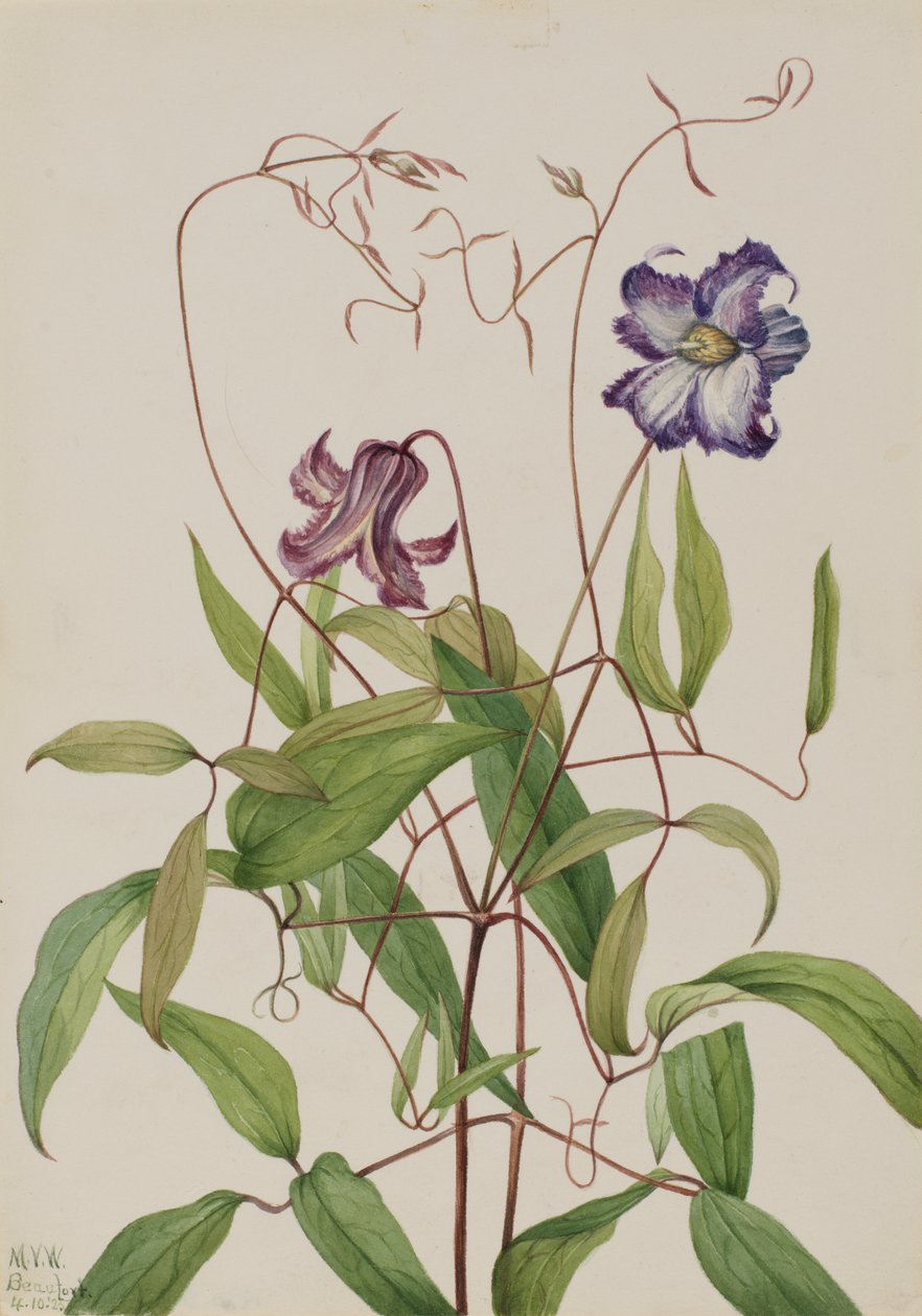 Clematis Clematis crispa, 1925 alkotó: Mary Vaux Walcott