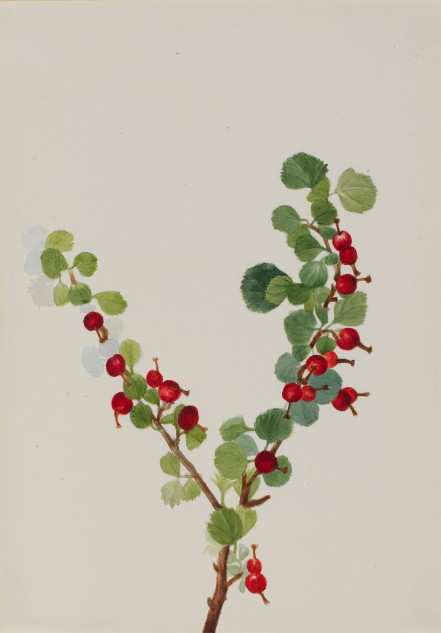 Ribizli (befejezetlen) (Ribes species) alkotó: Mary Vaux Walcott