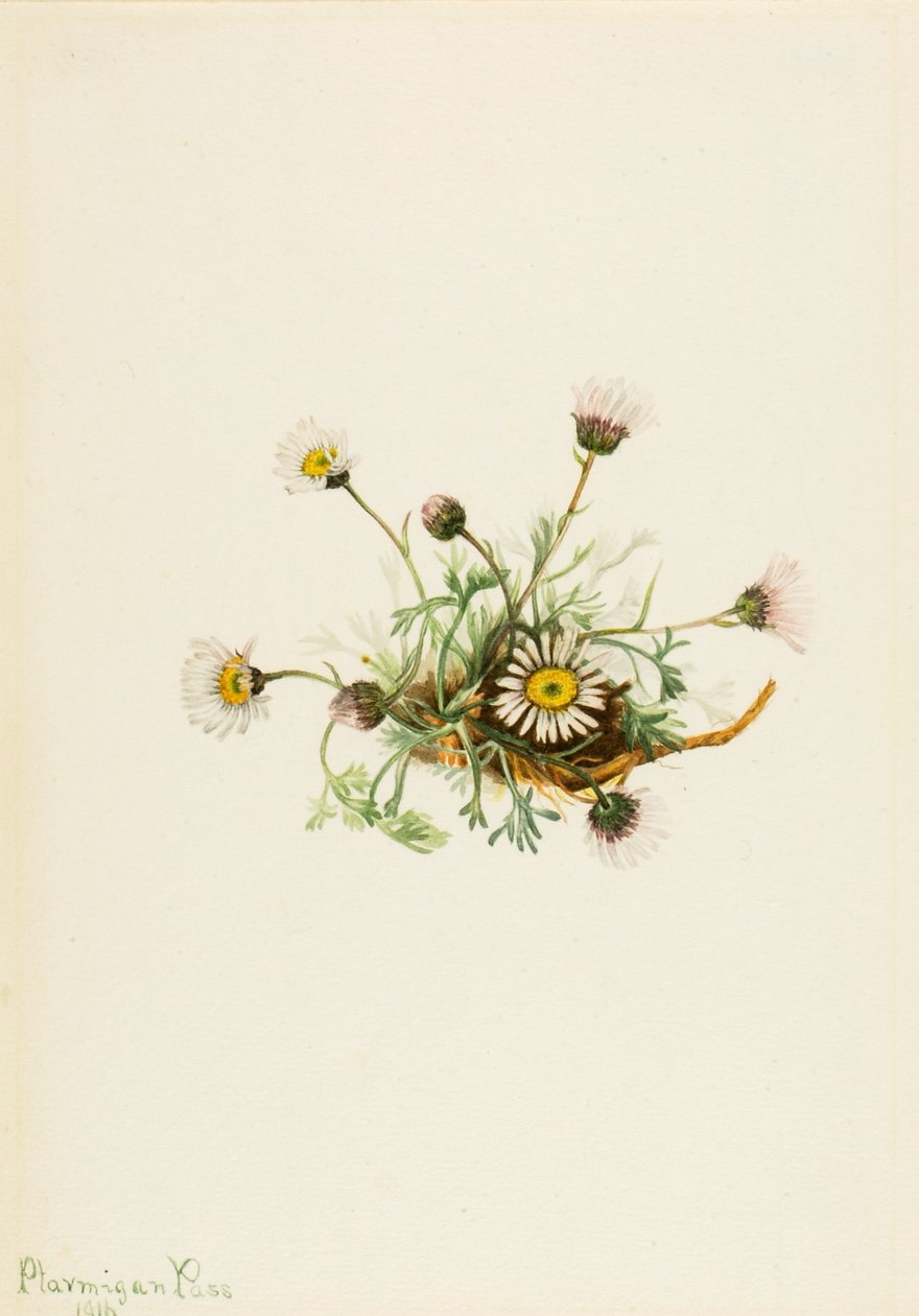 Vágott levelű bolhaparéj (Erigeron compositus) alkotó: Mary Vaux Walcott