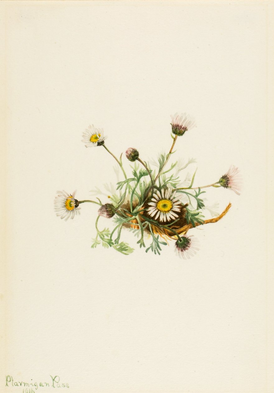 Vágottlevelű Fleabane Erigeron kompozit, 1916 alkotó: Mary Vaux Walcott