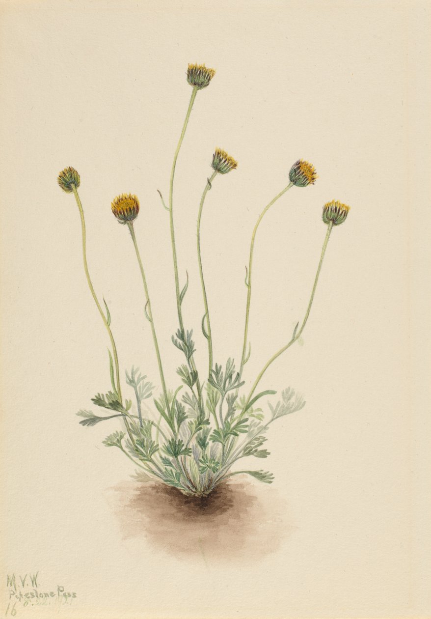 Vágott levél Fleabane Erigeron meztelenül, 1921 alkotó: Mary Vaux Walcott