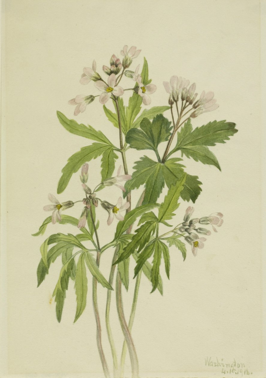 Vágott fogfű (Dentaria laciniata) alkotó: Mary Vaux Walcott