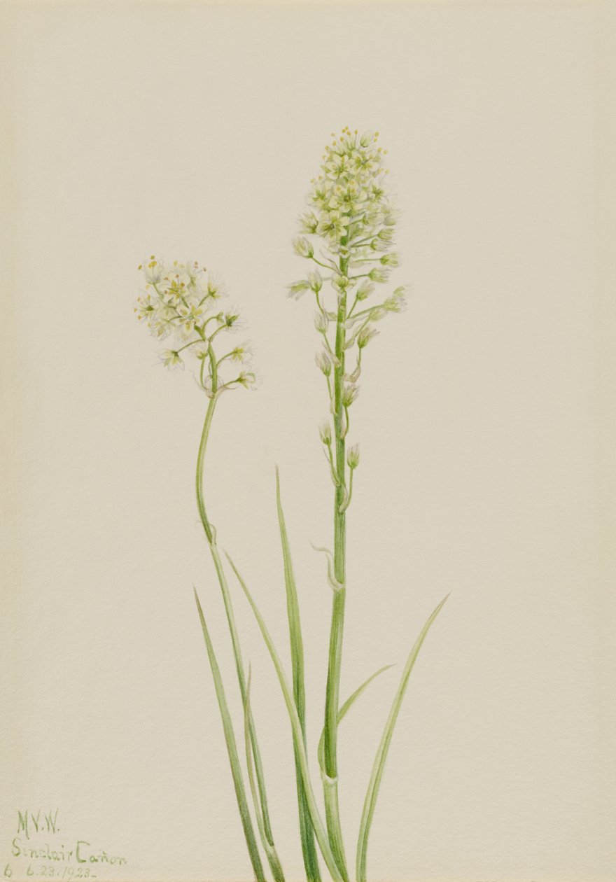 Halál Kamasz (Zygadenus venenosus) alkotó: Mary Vaux Walcott