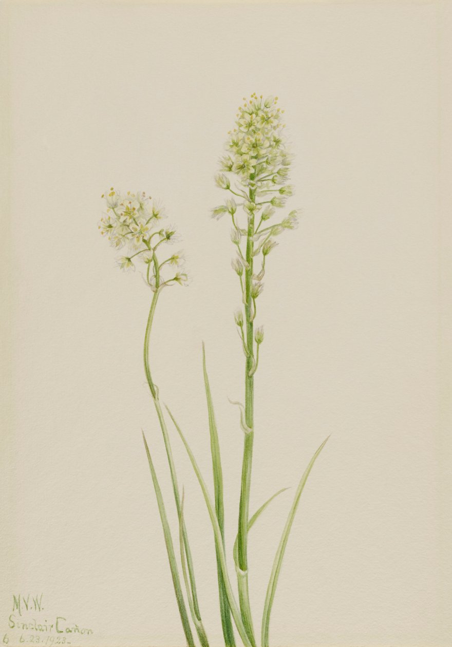 Halál Camas Zygadenus venenosus, 1923 alkotó: Mary Vaux Walcott