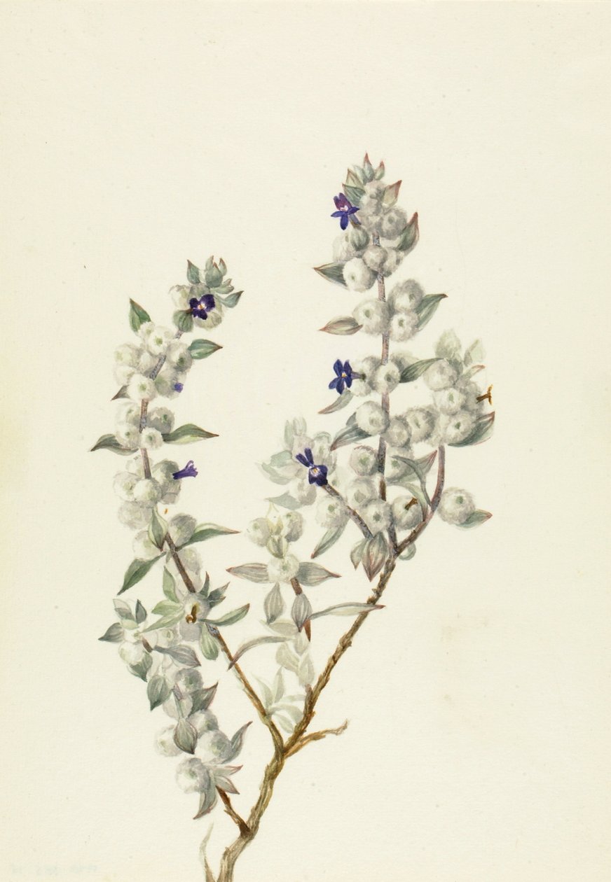 Halálvölgyi zsálya Salvia funerea, kb. 1930-as évek eleje. alkotó: Mary Vaux Walcott