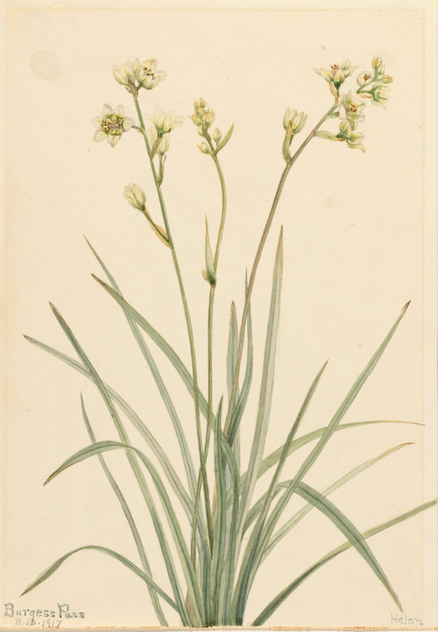 Deathcamas Zygadenus elegans, 1917. alkotó: Mary Vaux Walcott