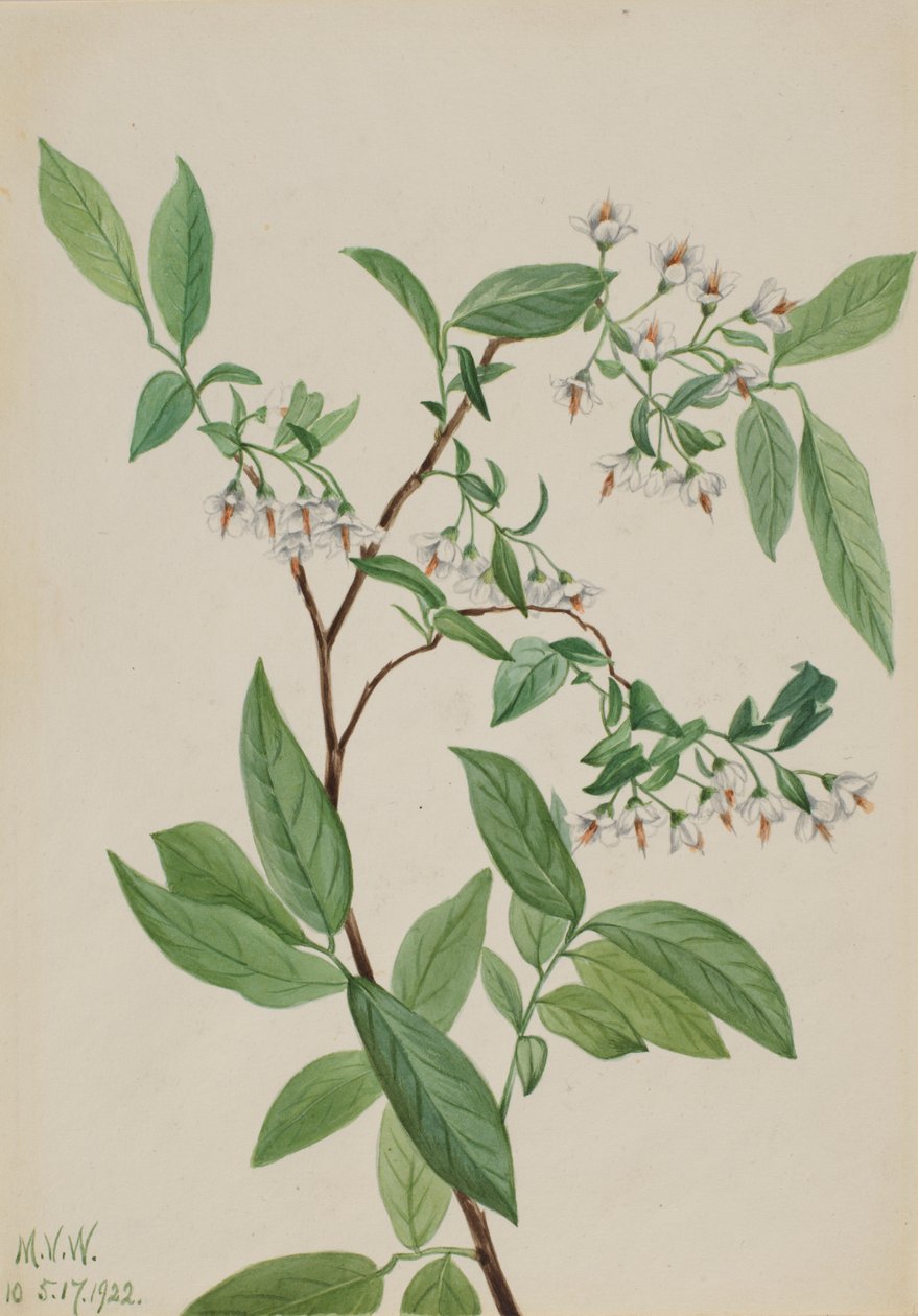 Szarvasbogyó Polycodium mineum, 1922. alkotó: Mary Vaux Walcott