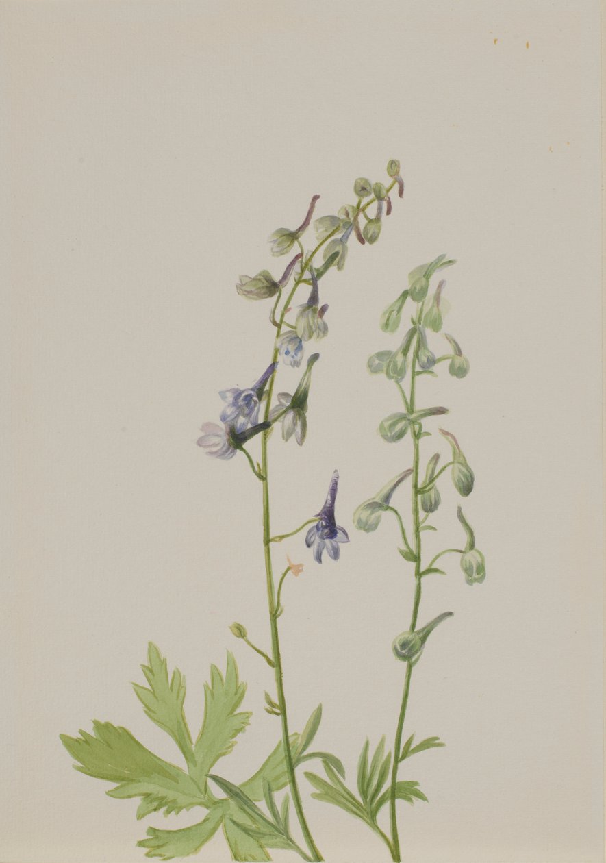 Delphinium (Delphinium scopulorum) alkotó: Mary Vaux Walcott