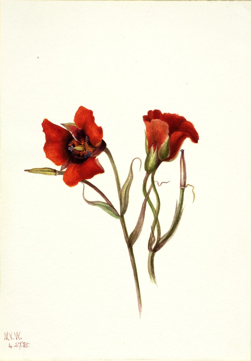 Sivatagi Mariposa (Calochortus kennedyi) alkotó: Mary Vaux Walcott