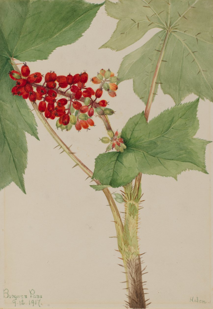 Devilsclub Echinopanax horridum, 1917 alkotó: Mary Vaux Walcott