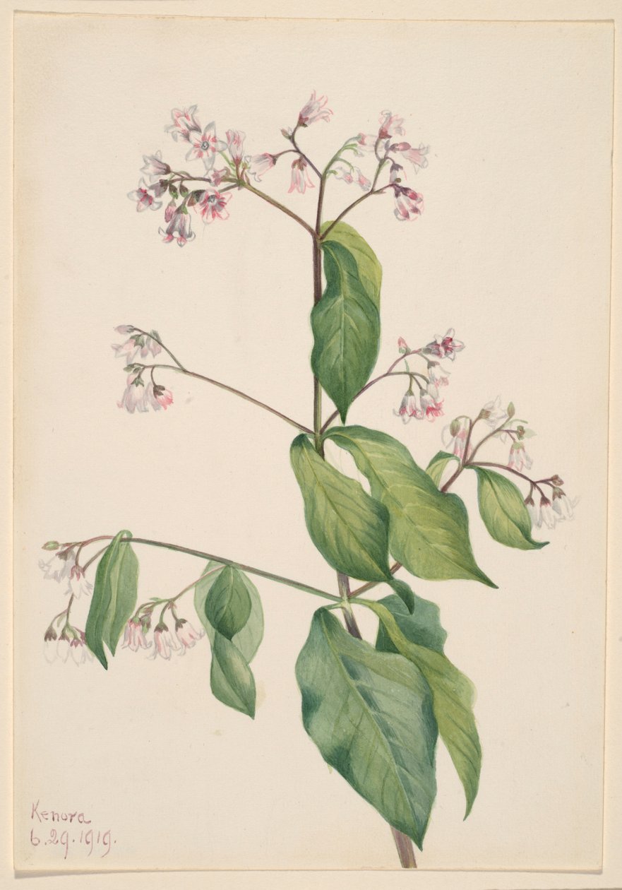 Kutyafű (Apocyum androsaemfolium) alkotó: Mary Vaux Walcott
