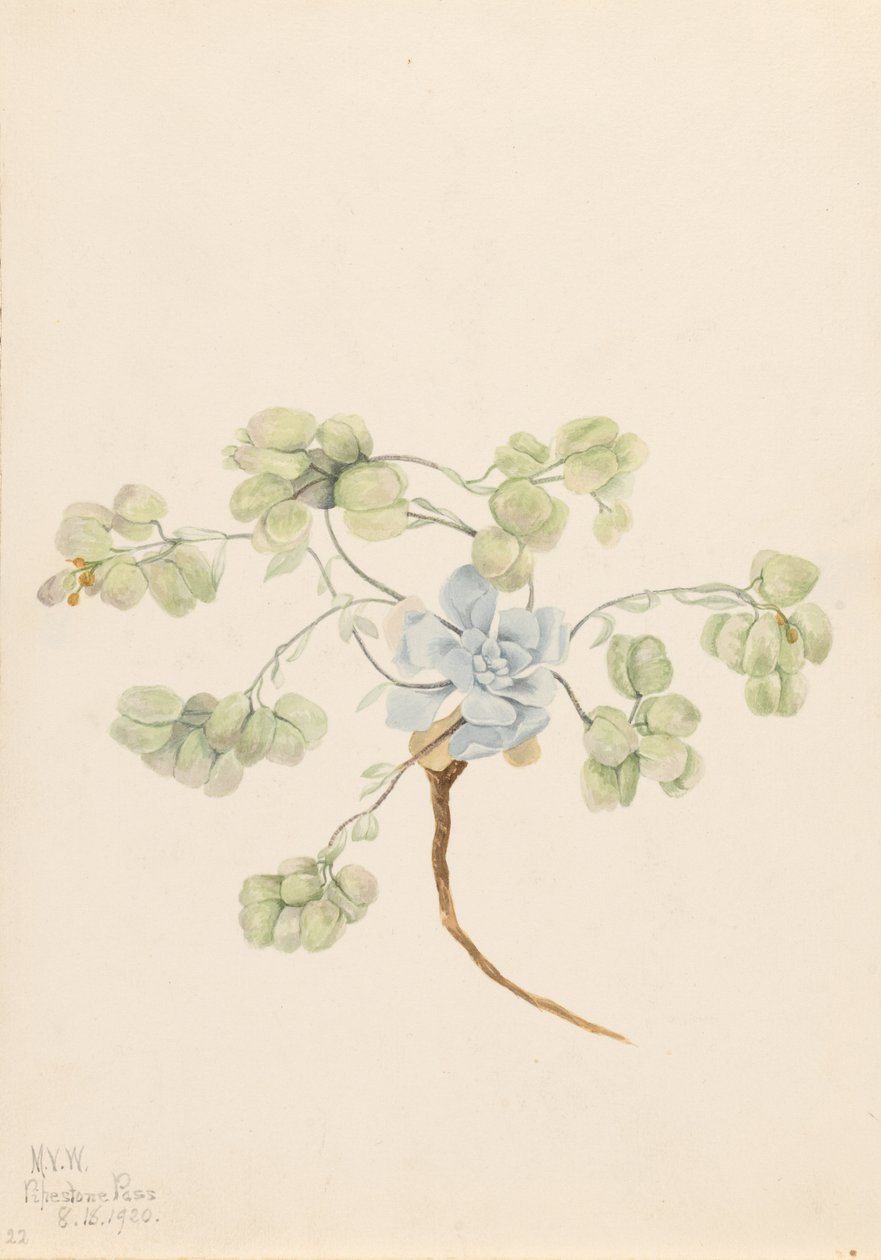 Dupla hólyagpipacs (Physaria didymocarpa) alkotó: Mary Vaux Walcott