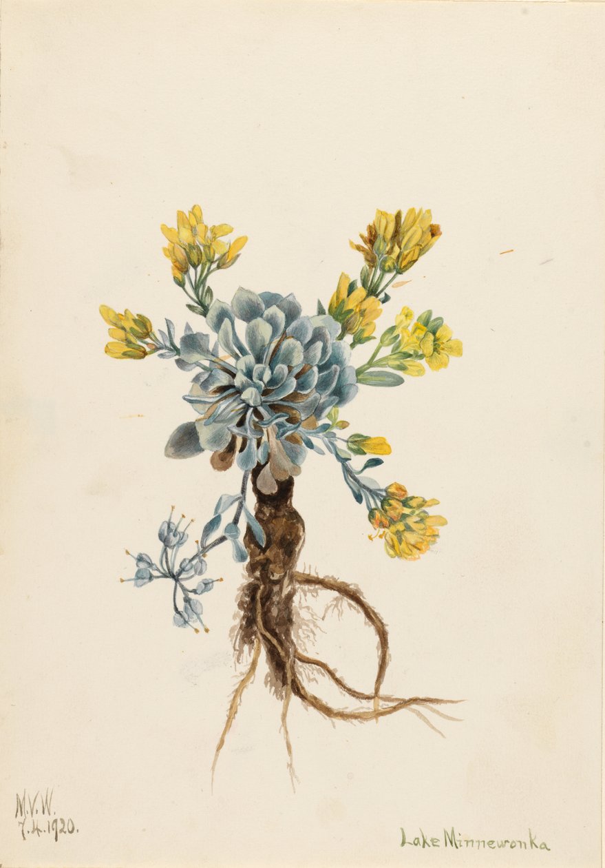 Dupla hólyagpipacs (Physaria didymocarpa) alkotó: Mary Vaux Walcott