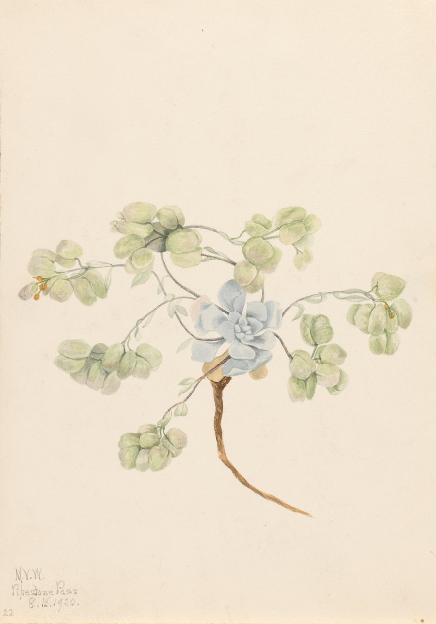 Kettős hólyaglábú Physaria didymocarpa, 1920. alkotó: Mary Vaux Walcott
