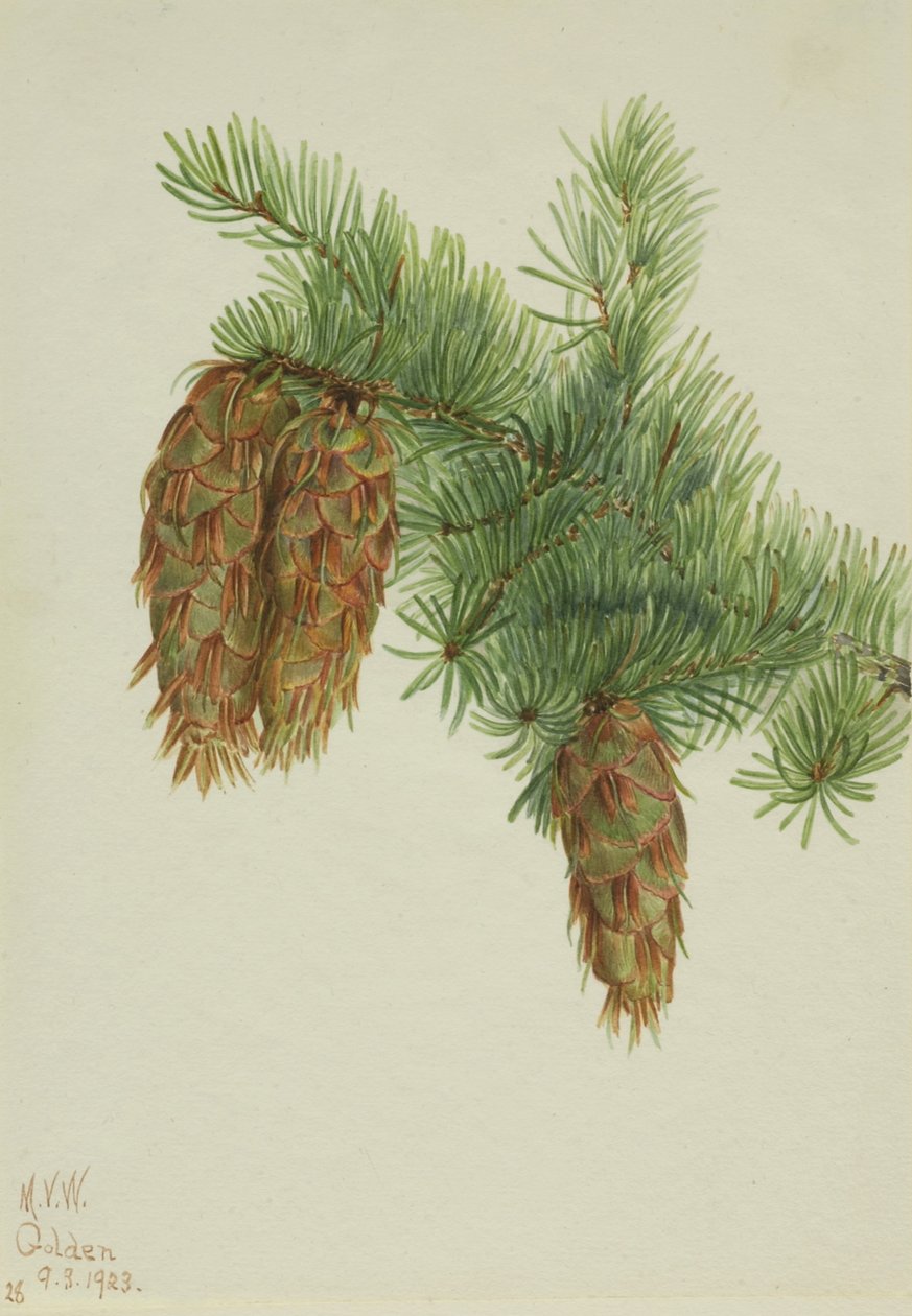 Douglas fenyő (Pseudotsuga mucronata) alkotó: Mary Vaux Walcott