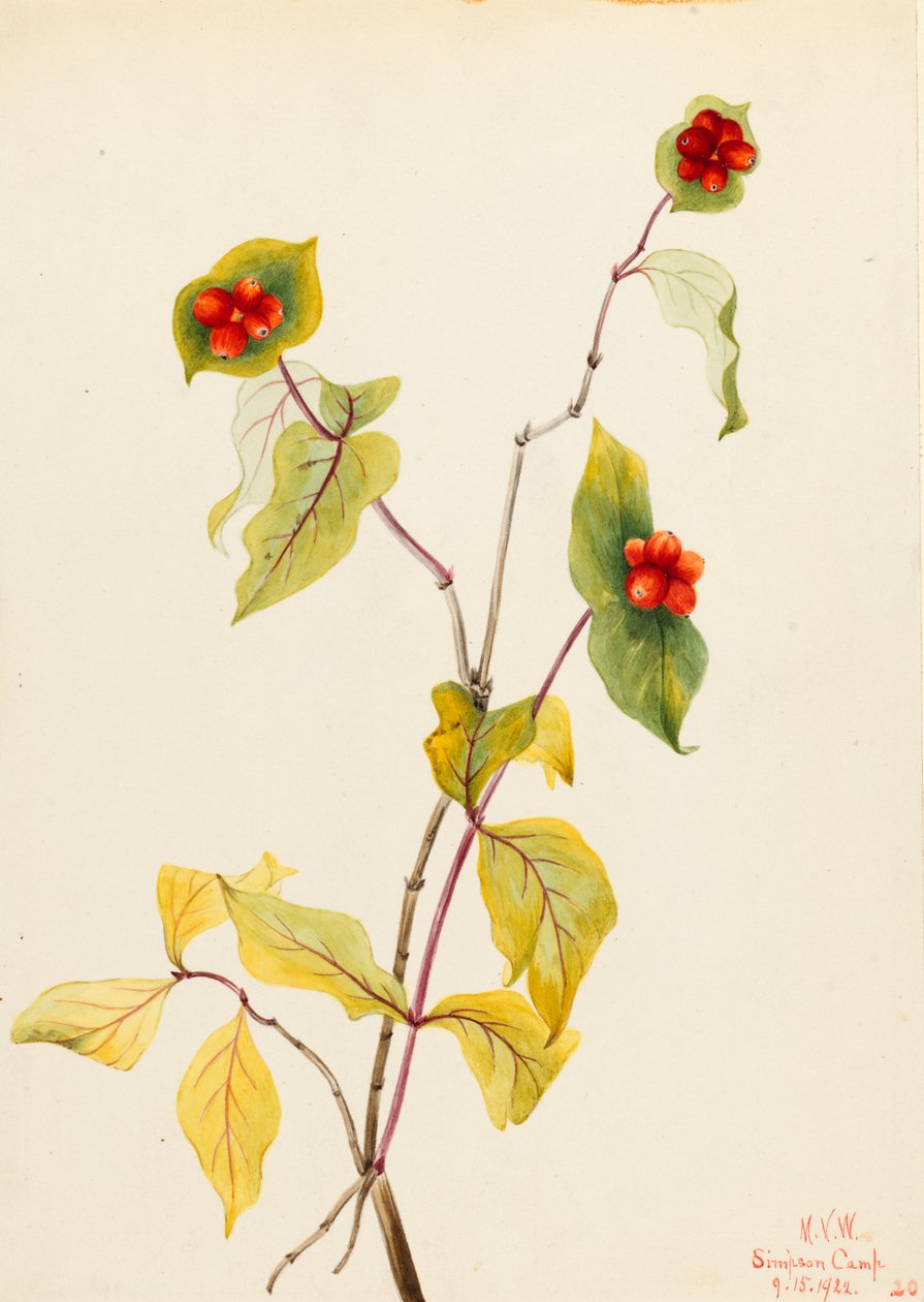 Douglas lonc (Lonicera glaucescens) alkotó: Mary Vaux Walcott