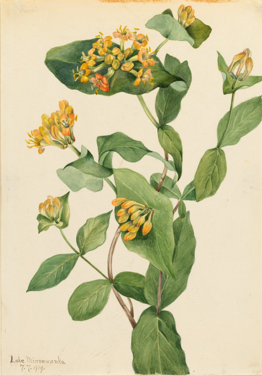 Douglas lonc (Lonicera glaucescens) alkotó: Mary Vaux Walcott