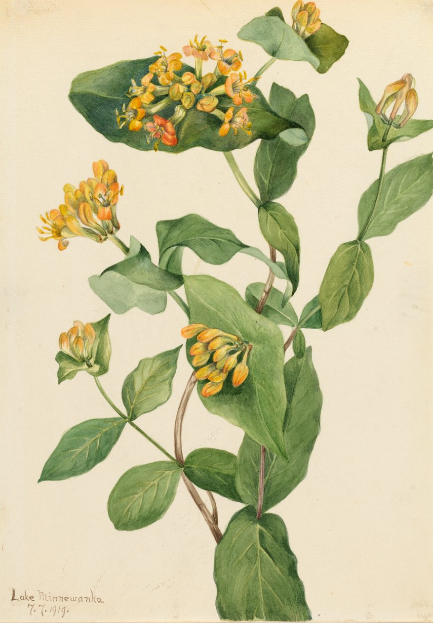 Douglas Honeysuckle Lonicera glaucescens, 1919. alkotó: Mary Vaux Walcott