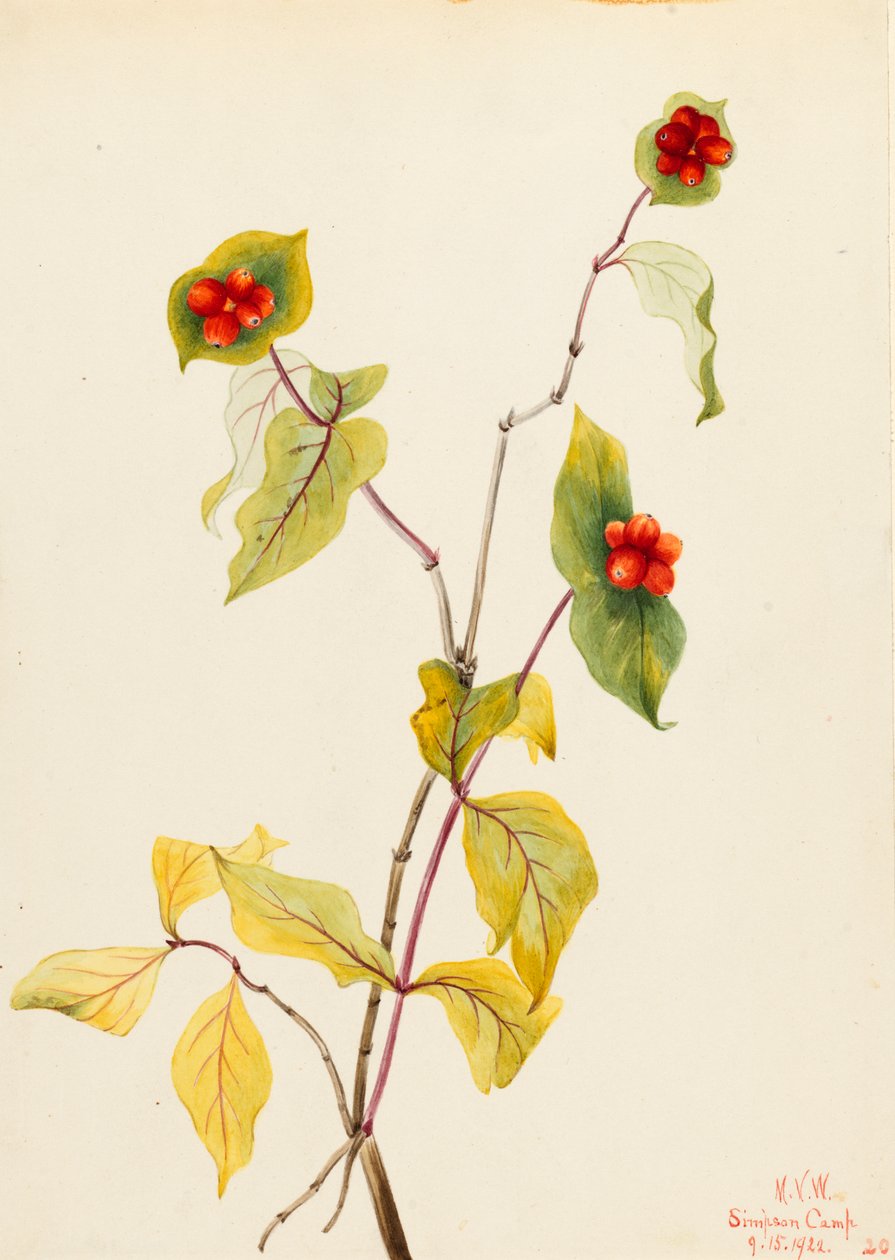 Douglas Honeysuckle Lonicera glaucescens, 1922. alkotó: Mary Vaux Walcott