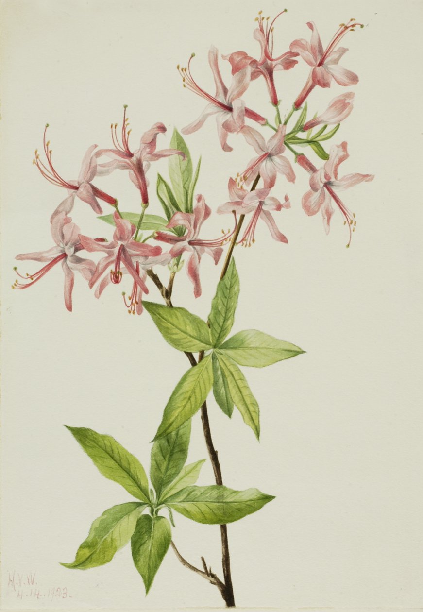 Molyhos Pinxter Bloom Azalea rosea, 1923. alkotó: Mary Vaux Walcott