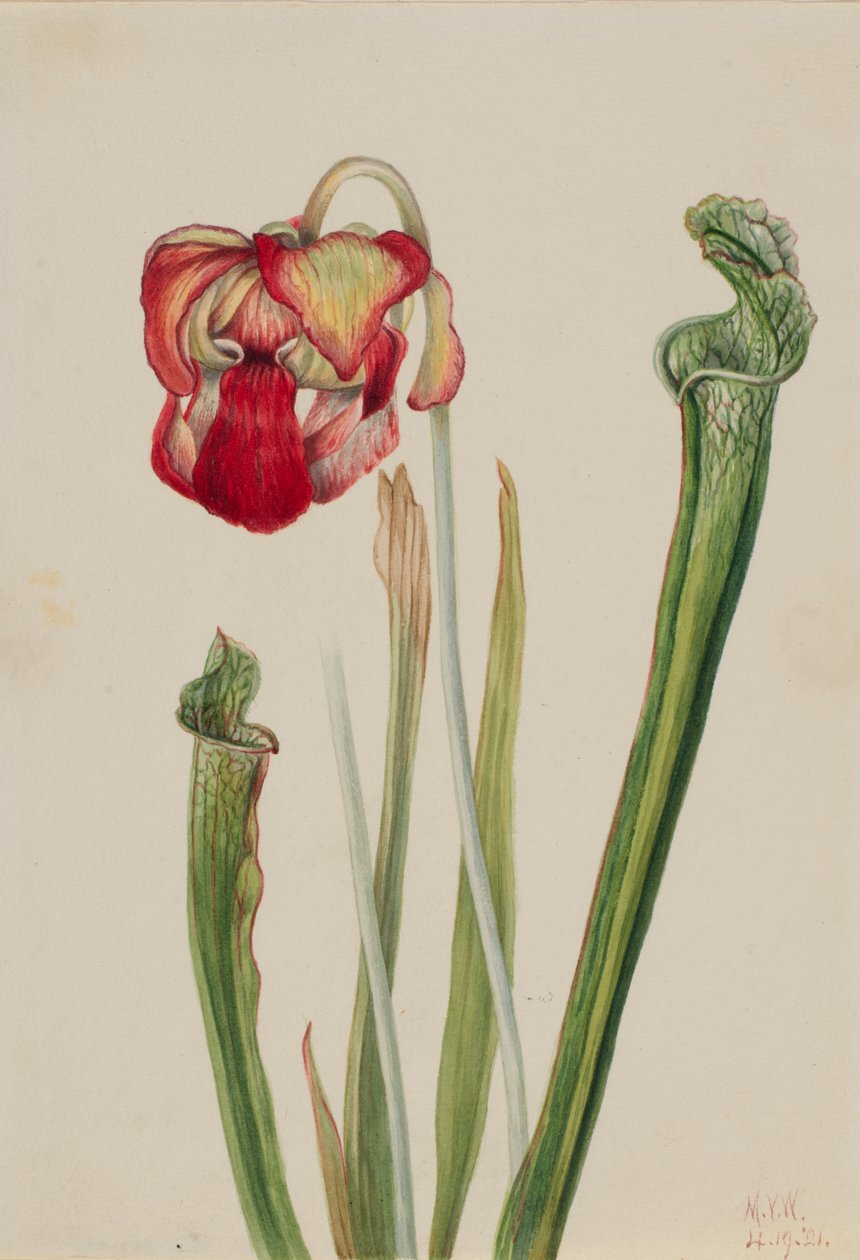 Drummond Pitcherplant Sarracenia drummondii, 1921. alkotó: Mary Vaux Walcott