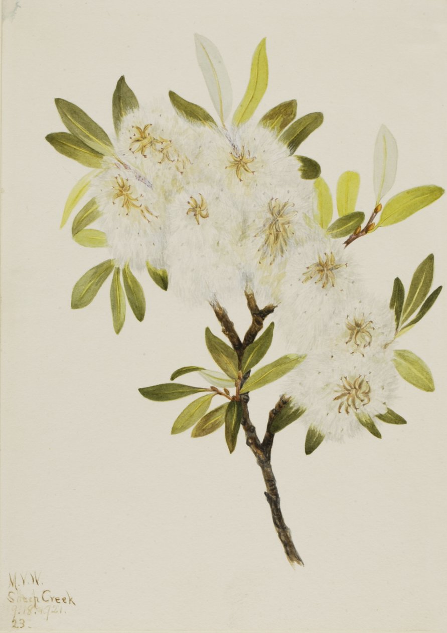 Drummond Willow Salix drummondiana, 1921. alkotó: Mary Vaux Walcott