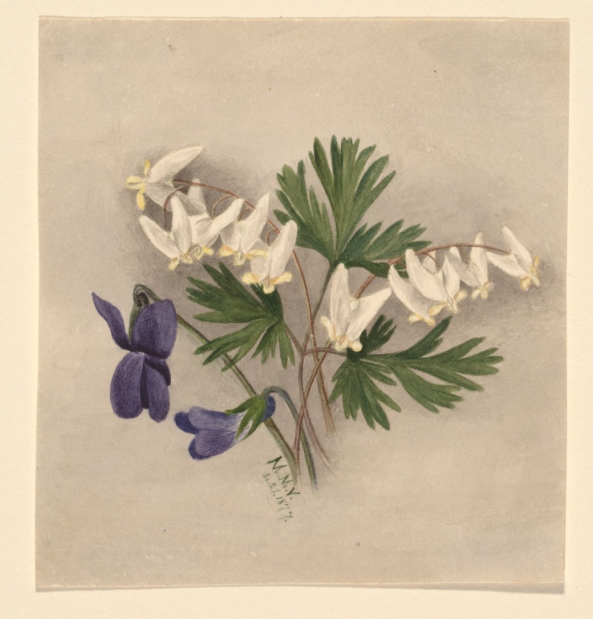 Holland nadrág (Bikukulla cucullaria) alkotó: Mary Vaux Walcott